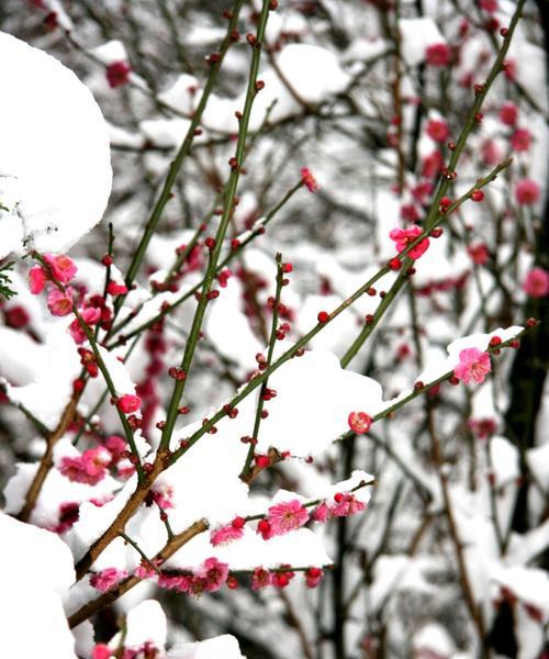 以雪中红梅为主题的创意花艺制作（花材选取、配色搭配、制作流程详解）