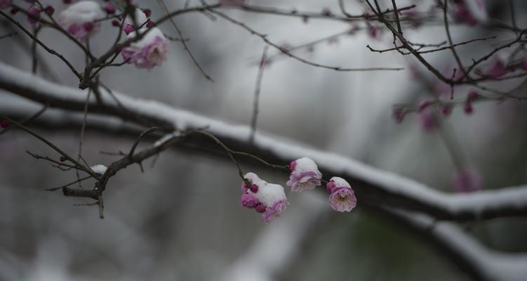 以雪中红梅为主题的创意花艺制作（花材选取、配色搭配、制作流程详解）