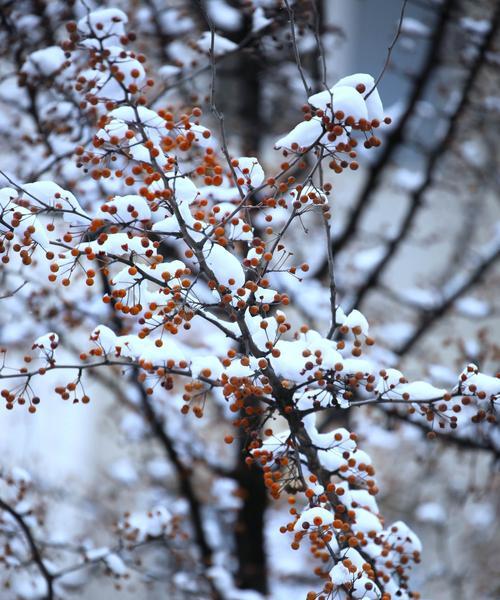 以雪中红梅为主题的创意花艺制作（花材选取、配色搭配、制作流程详解）