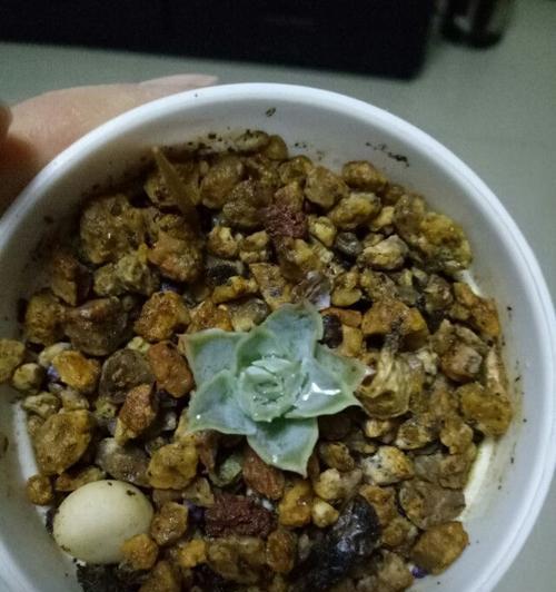 雪兔的独特烹饪艺术（以全新的做法，呈现的美味佳肴）