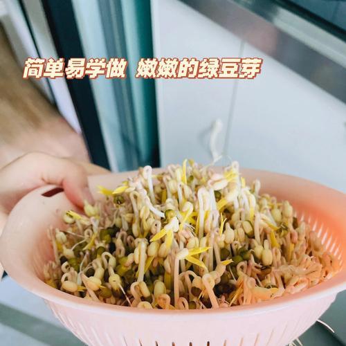 学会自己做绿豆芽，健康又经济（简单易行的绿豆芽培养法，享受生活的美好）