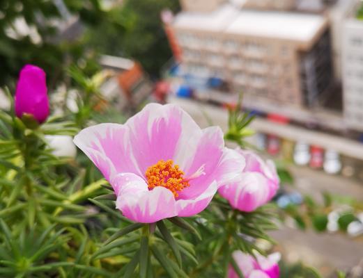 夏日阳光下的美好世界（以盛夏的太阳为主题）