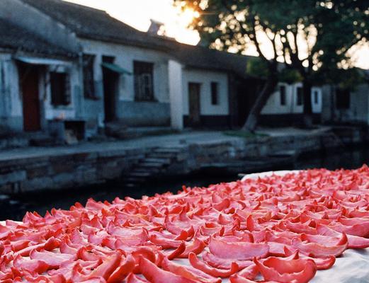 莲花开落之美（探秘莲花的美丽变化）